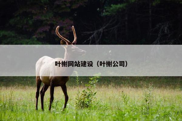 叶榭网站建设（叶榭公司）