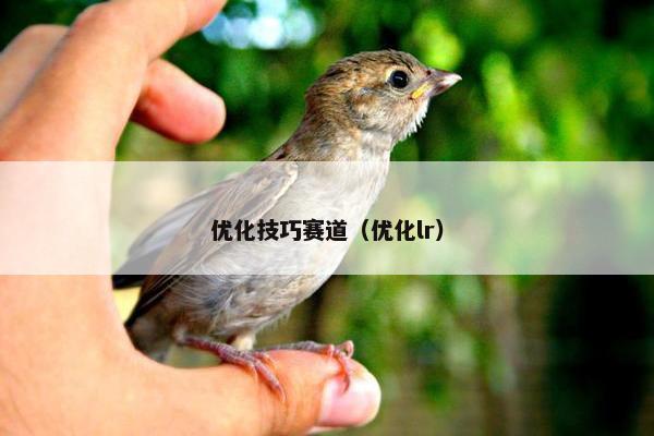 优化技巧赛道（优化lr）