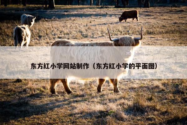东方红小学网站制作（东方红小学的平面图）