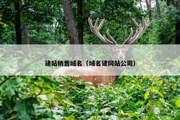 建站销售域名（域名建网站公司）