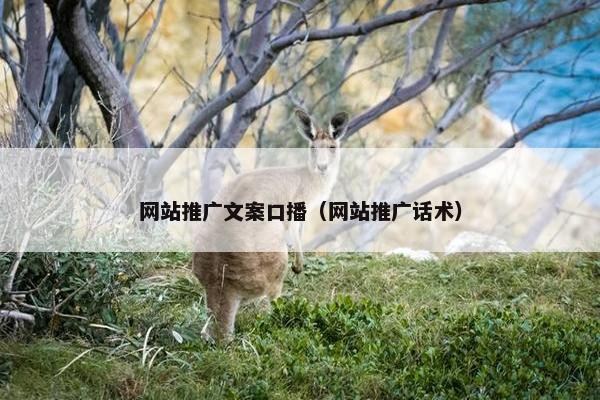 网站推广文案口播（网站推广话术）